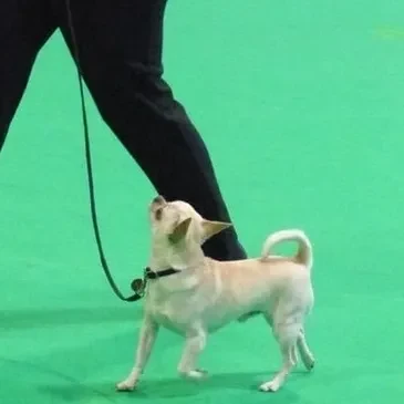 Small dog practising heelwork