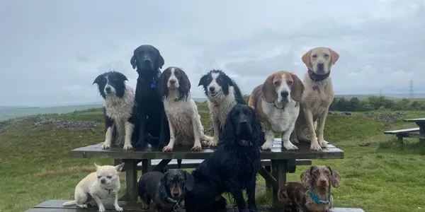 Group of dogs sitting on picnic benches outdoors