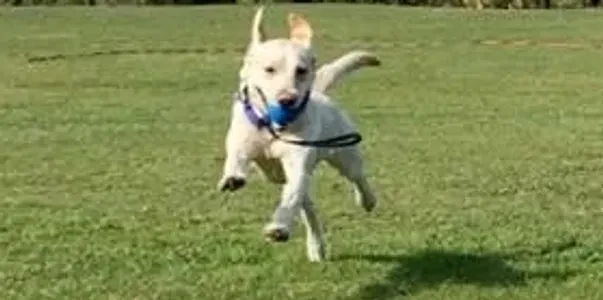 Dog running across a grass training area