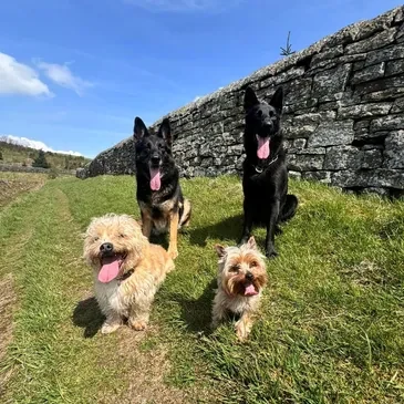 Dogs sitting together by a stone wall